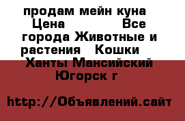 продам мейн куна › Цена ­ 15 000 - Все города Животные и растения » Кошки   . Ханты-Мансийский,Югорск г.